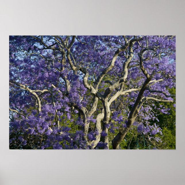 Pôster Árvores Jacaranda em Floração no Parque New Farm,  (Frente)