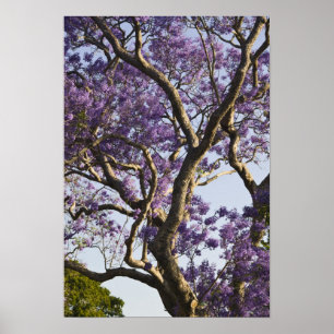 Pôster Árvores Jacarandá Floridas no Parque New Farm,
