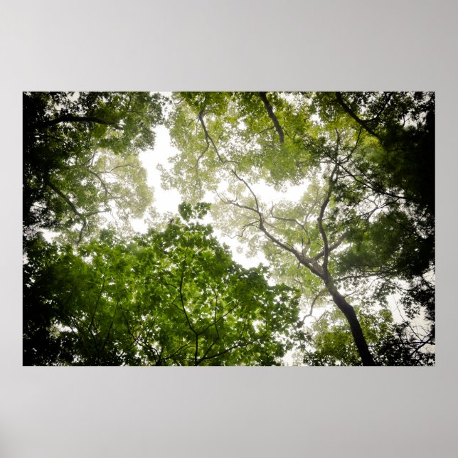 Poster Árvores nas Montanhas Blue Ridge (Frente)