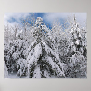 Poster Árvores Nevadas
