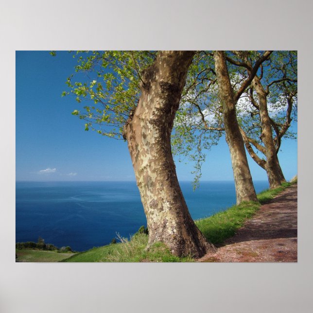 Poster Árvores olhando para o oceano (Frente)