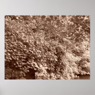 Pôster Árvores pelo Canal