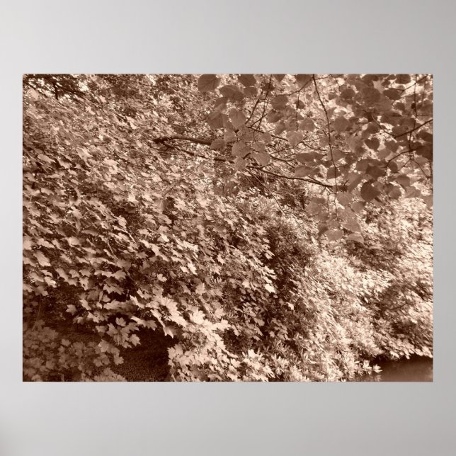 Pôster Árvores pelo Canal (Frente)