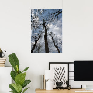 Poster Árvores Poplares De Tulipas Dramáticas Céu Azul