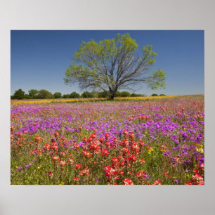 Poster Árvores Primavera, que crescem em flores silvestr
