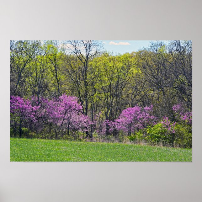 Poster Árvores Redbud da Floresta Shawnee Mission Parks K (Frente)