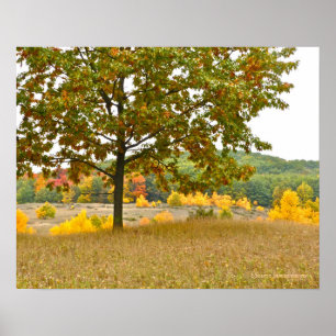 PÔSTER ÁRVORES RODARAM OURO NO MICHIGAN COUNTRYSIDE