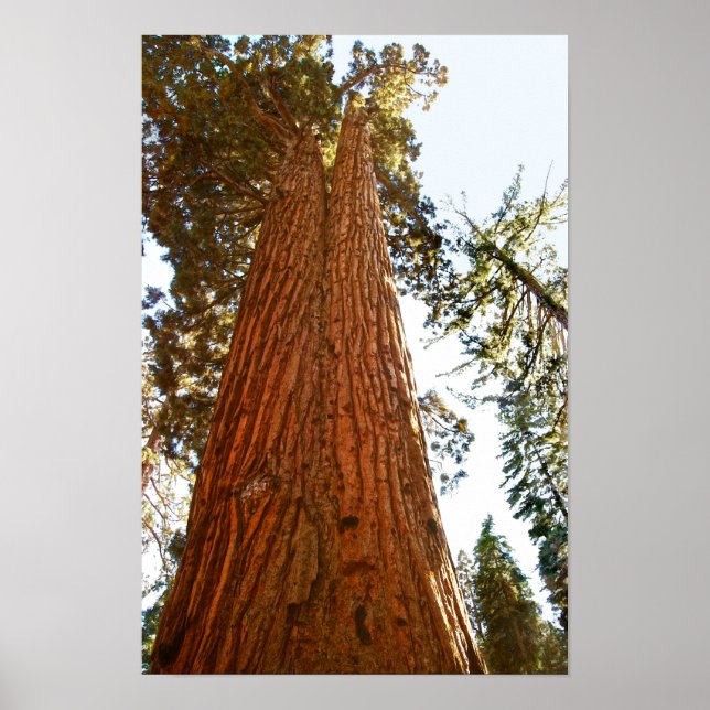 Poster Árvores Sequoia Casal Fiel, Yosemite (Frente)