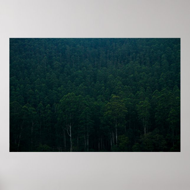 POSTER ÁRVORES VERDE ALTAS (Frente)