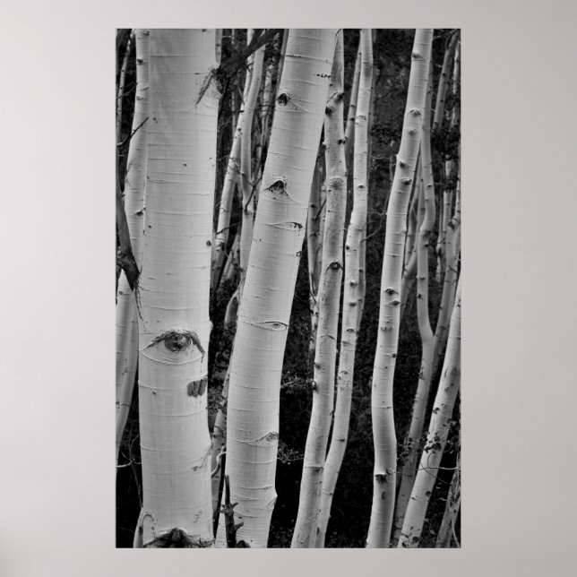 Poster As Árvores Têm Olhos (Frente)