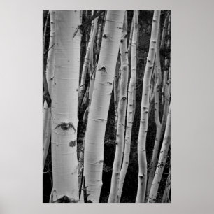 Poster As árvores têm os olhos