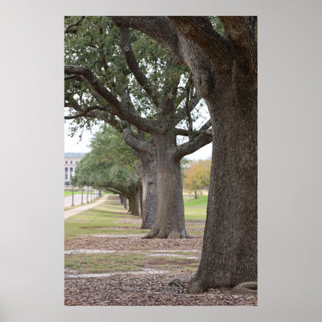 Poster As Árvores Texas A&M (Frente)