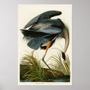 Pôster As Aves da América do Herão Azul Excelente John