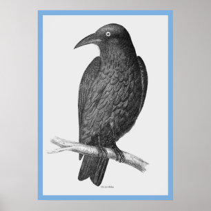 Pôster As "Aves da Austrália" de John Gould