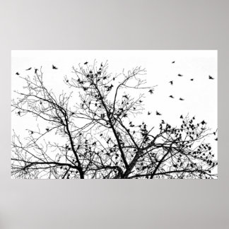 Poster as aves negras