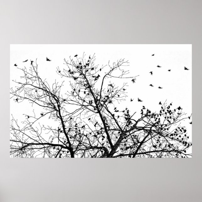 Poster as aves negras (Frente)