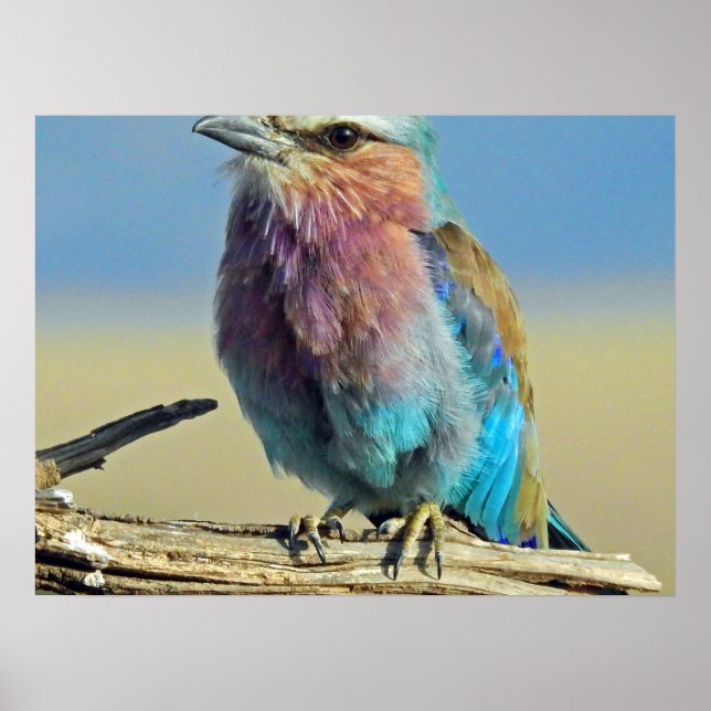 Poster as aves são os únicos animais com penas (Frente)