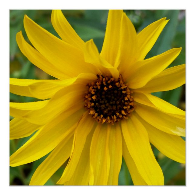 Pôster as flores amarelas do outono (Frente)