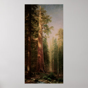 Poster As grandes árvores, bosque de Mariposa, CA por