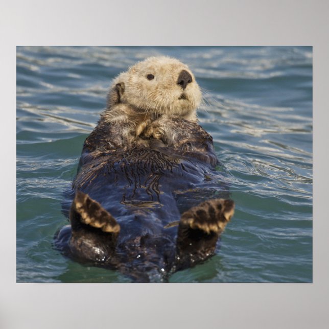 Poster As lontras do mar tocam icebergs na Surprise Inlet (Frente)