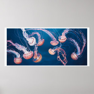 Poster As medusa bloqueiam por Paul Jackson, aws, nws
