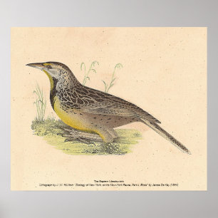 Poster As NY Aves (Sturnella magna)