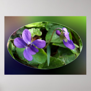 Pôster as primeiras violetas