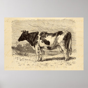 Pôster As vacas retros da grande vaca holandesa dos 1800s