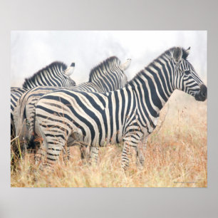 Pôster As zebras no amanhecer espanam, o nacional 2 de
