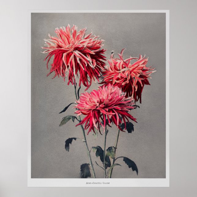 Poster Asa-dsuma-bune por Kazumasa Ogawa (1896) (Frente)