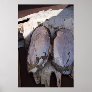 Pôster Asas Clamshell