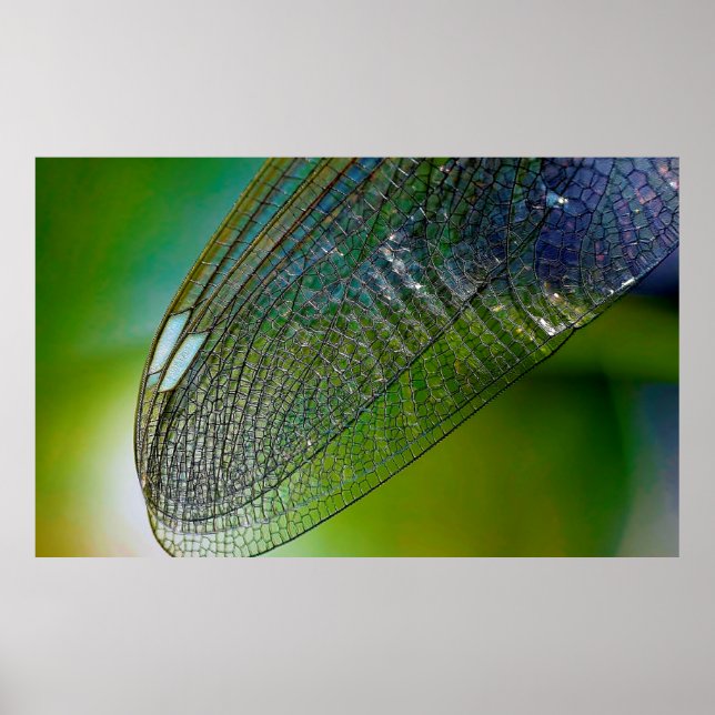 Poster Asas de dragonfly inseto próximo à natureza (Frente)