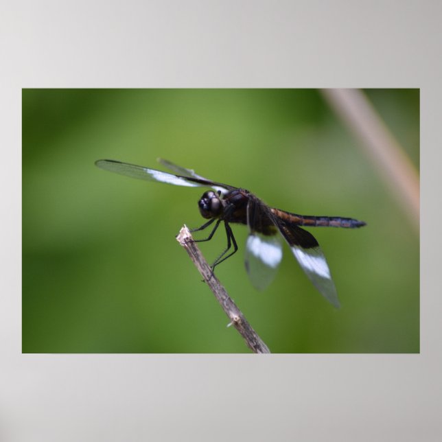 Poster Asas De Dragonfly Pintadas Por Spray (Frente)