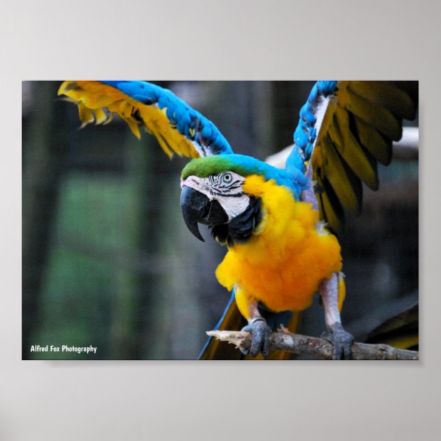 Poster Asas de Ouro e Safira (Frente)