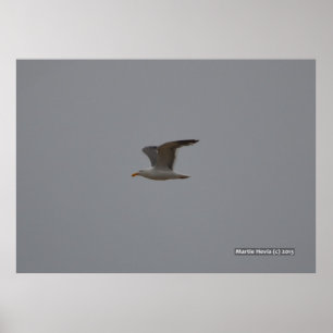Pôster Asas de Seagull