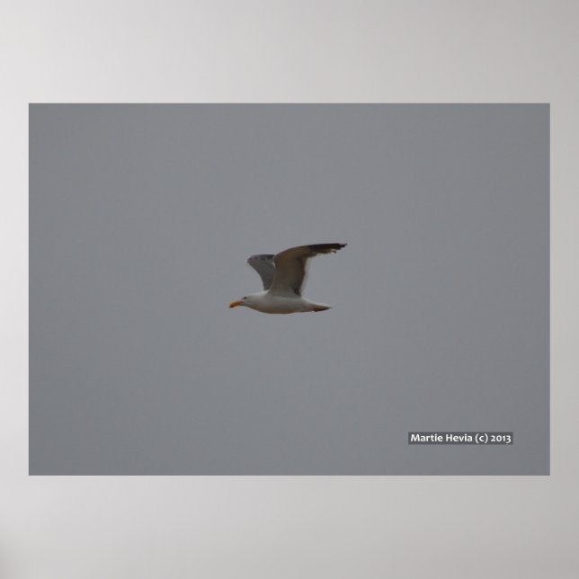 Pôster Asas de Seagull (Frente)