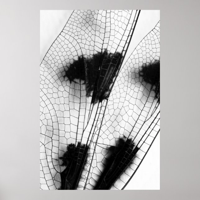 Pôster Asas Dragonfly (Frente)
