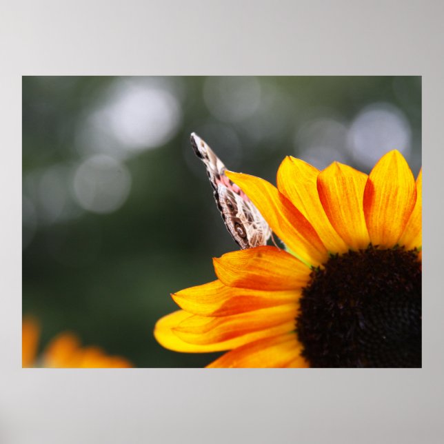 Poster Asas entre (Frente)