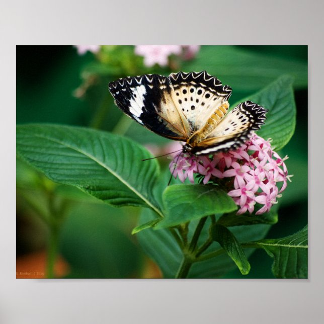Poster Asas Pequenas de Leopardo Estampado (Frente)
