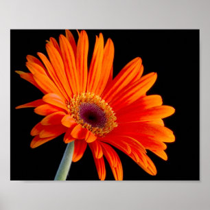 Poster ascendente próximo da flor