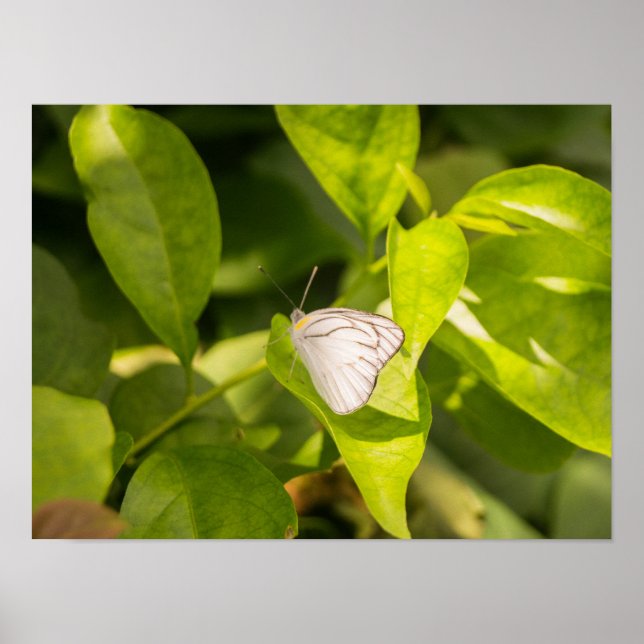 Poster Ascia_02 (Frente)