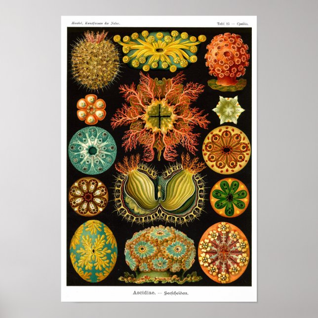 POSTER ASCIDIACEA DE HAECKEL (Frente)
