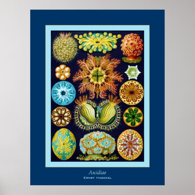 Pôster Ascidiae ~ Ernst Haeckel (Frente)