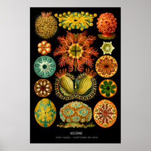 Pôster Ascidiae - placa 85 - der Natur de Kunstformen