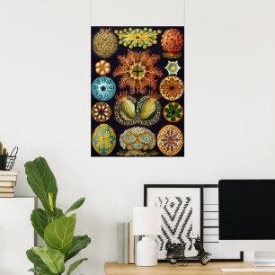 Poster Ascidiae por Ernst Haeckel, Animais Marinhos Antig