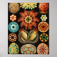 Ascidiae, Seescheiden Marine Life, por Ernst Haeck