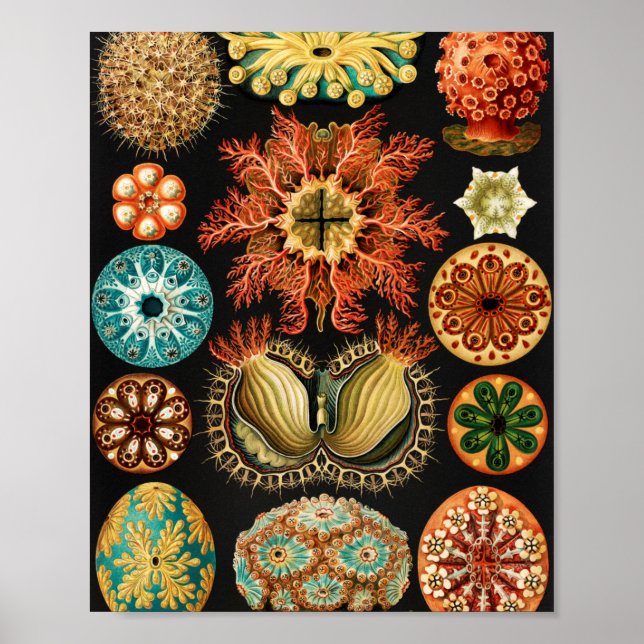 Poster Ascidiae, Seescheiden Marine Life, por Ernst Haeck (Frente)