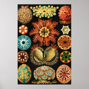 Poster Ascidiae, Seescheiden Marine Life por Ernst Haecke