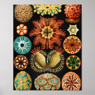 Poster Ascidiae, Seescheiden Marine Life por Ernst Haecke