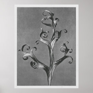 Poster Asclepias Syriaca (Common Milkweed) ampliada 18 ti